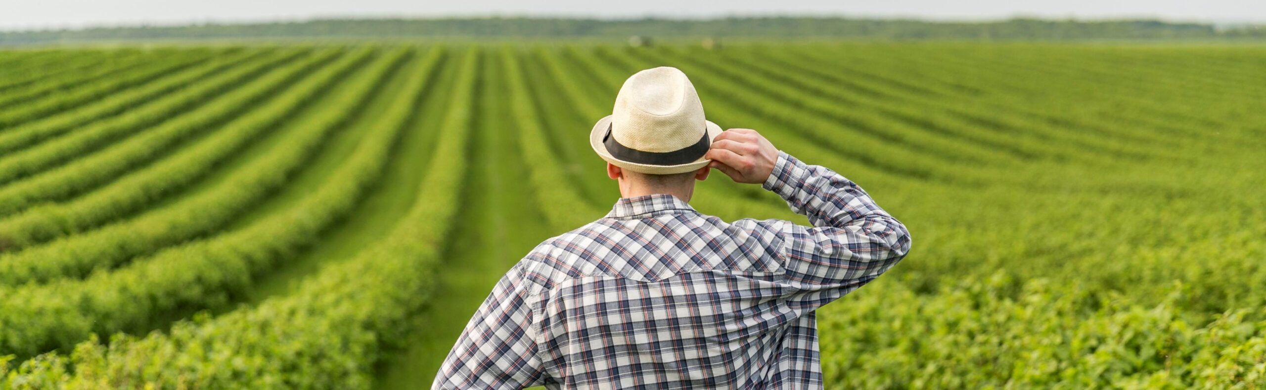 O que pode dificultar a contratação de um Seguro Agrícola?