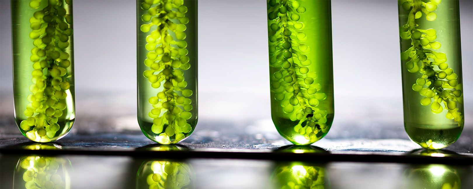 Biodiesel: STF restringe poder de aumento de impostos e limita multas