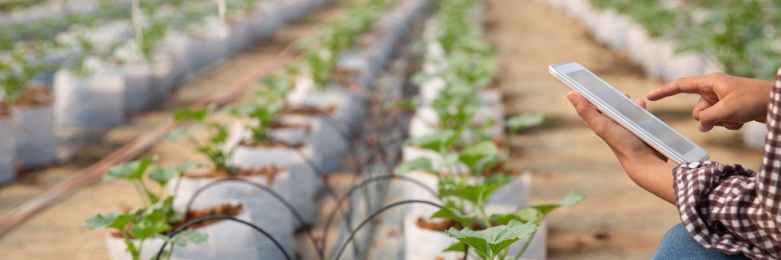 Inteligência Artificial e o futuro da agricultura