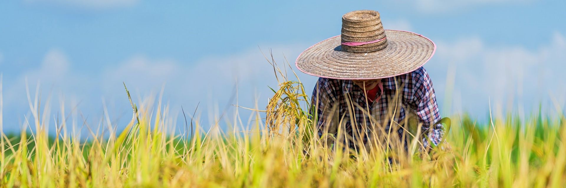 Saúde do agricultor: cuidado e prevenção são fundamentais