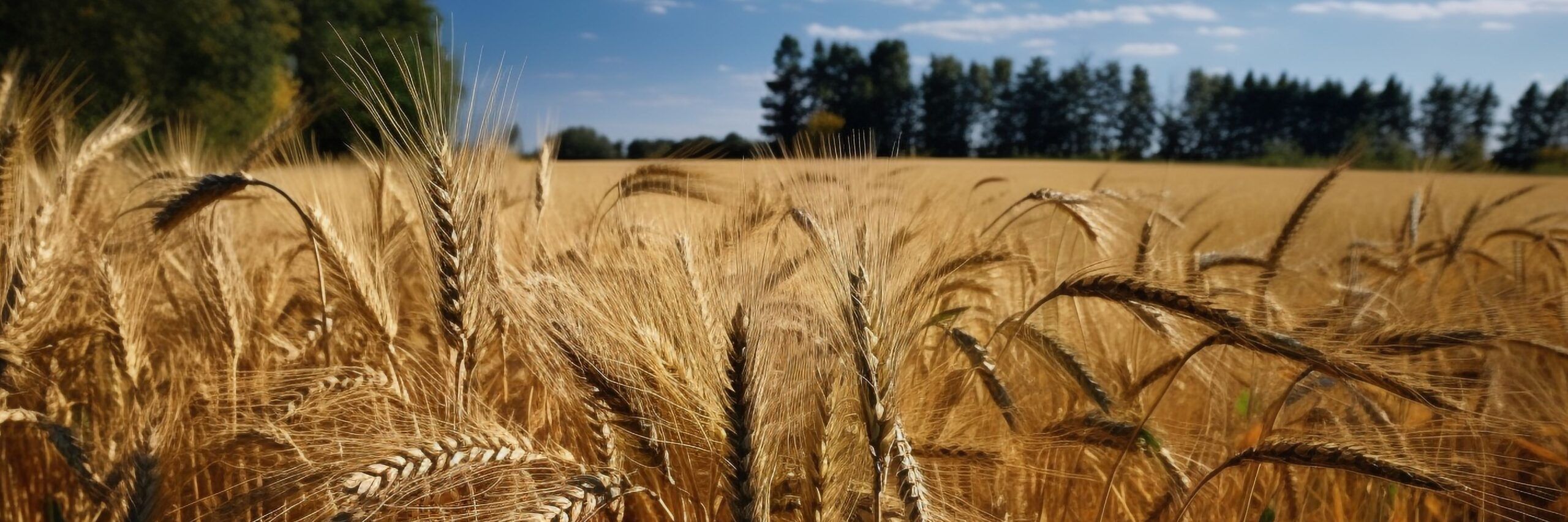 Agronegócio levanta o PIB, mas o gerenciamento de riscos ainda é desafio no setor