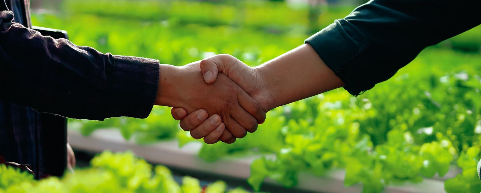 Recuperações judiciais no agro: um sinal de atenção para decisões financeiras e gestão de risco