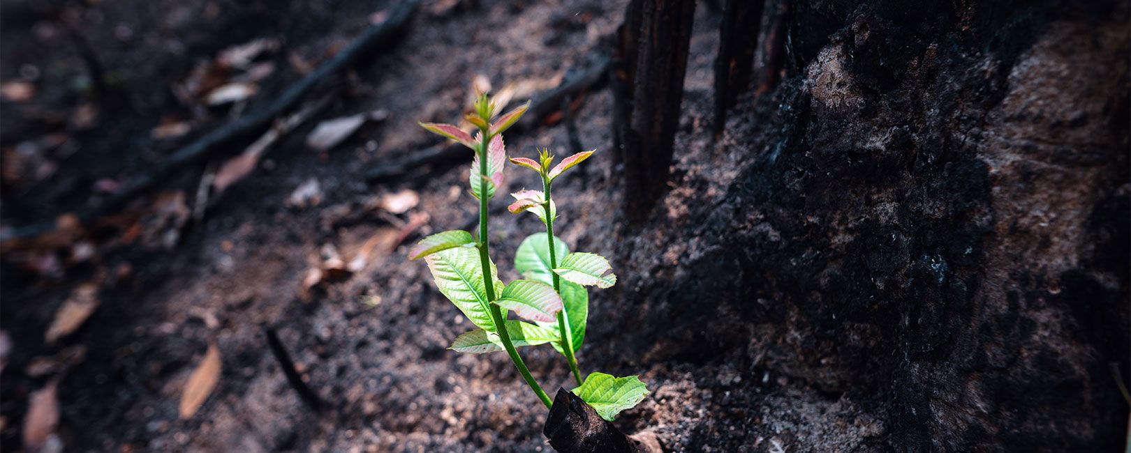 Gestão de Sinistro: bastidores de um processo que protege o segurado