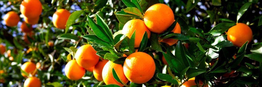 Pomar de laranjeiras maduras no pé e frescas, fonte vitamina C