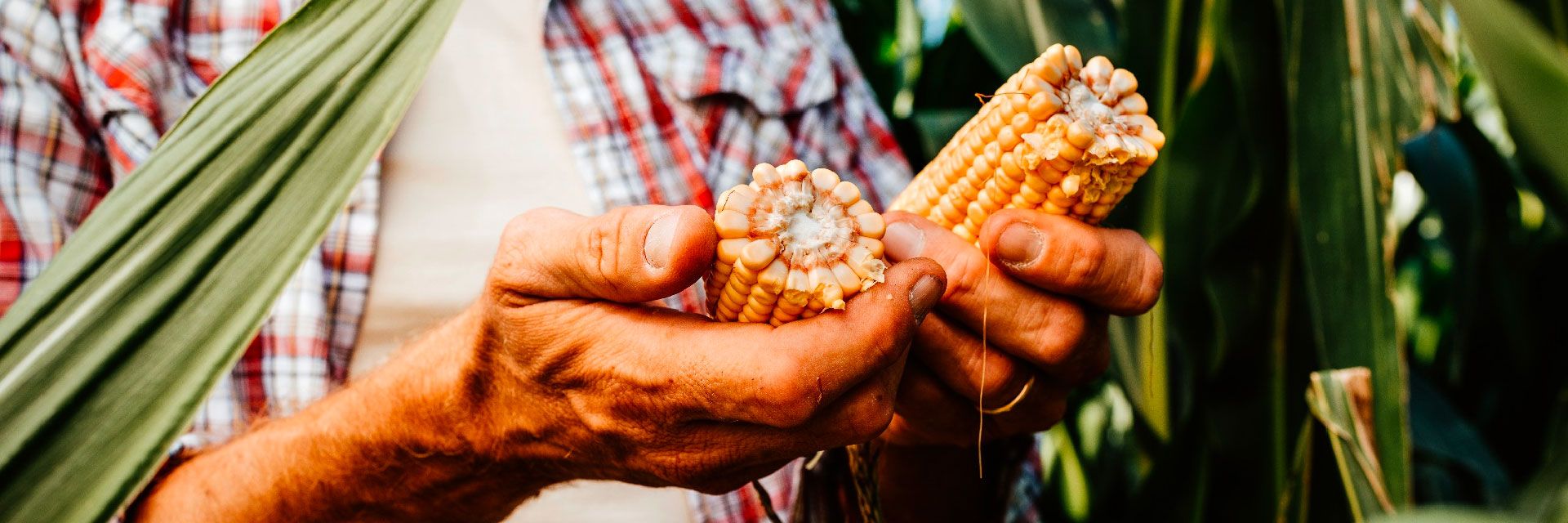 A importância do Milho Safrinha no Brasil