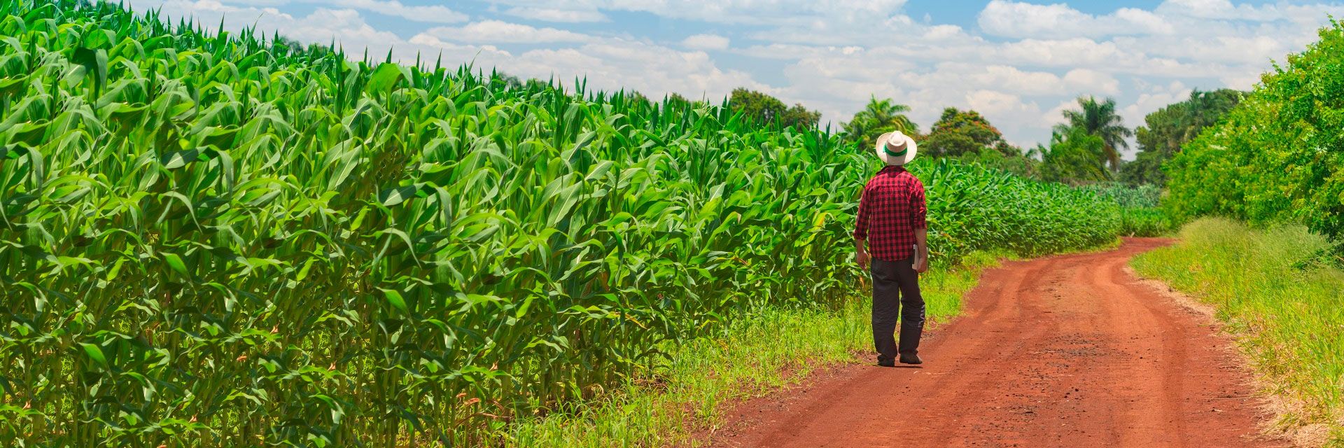 Quais são as regras para contratar um Seguro Rural?